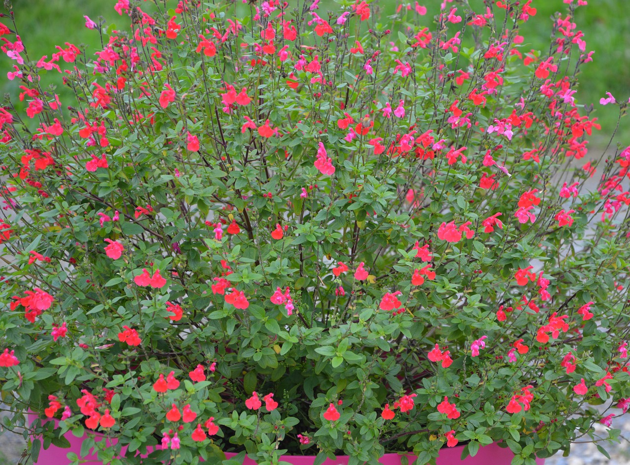 flower sage plant free photo