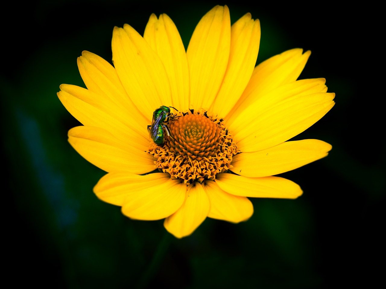 flower pollinator insects free photo