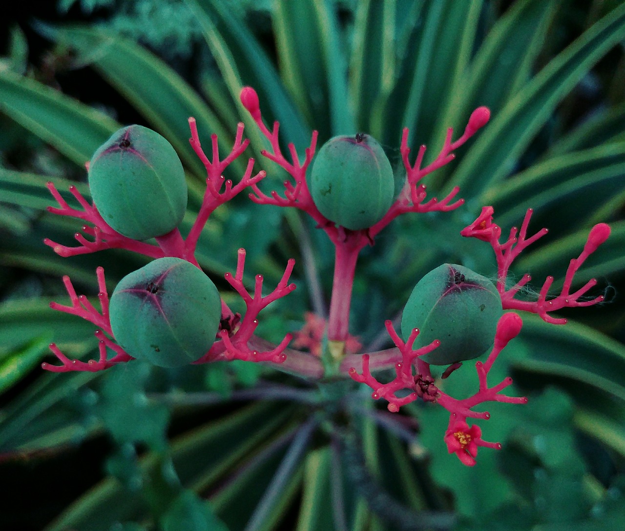 flower tropical garden free photo