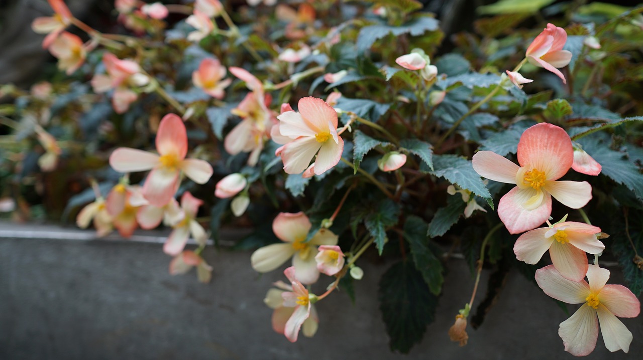 flower still life plant free photo