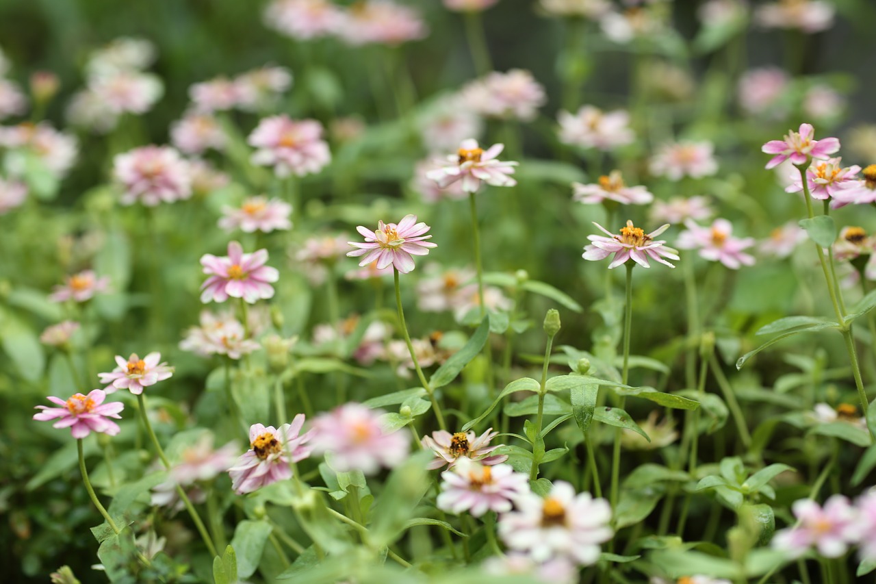 flower garden fly free photo