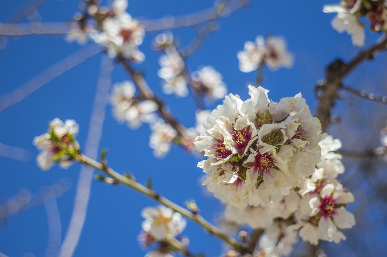 flower spring cherry blossom free photo