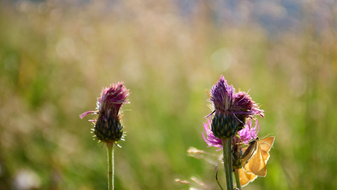 flower nature thistle free photo