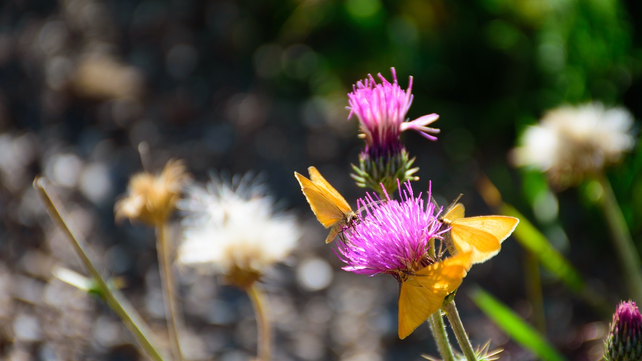 flower butterfly nature free photo