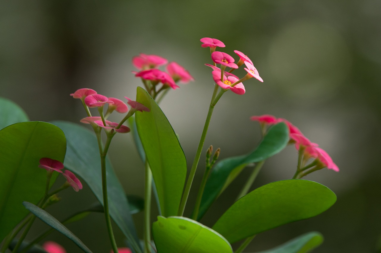 flower kvetinka pink free photo