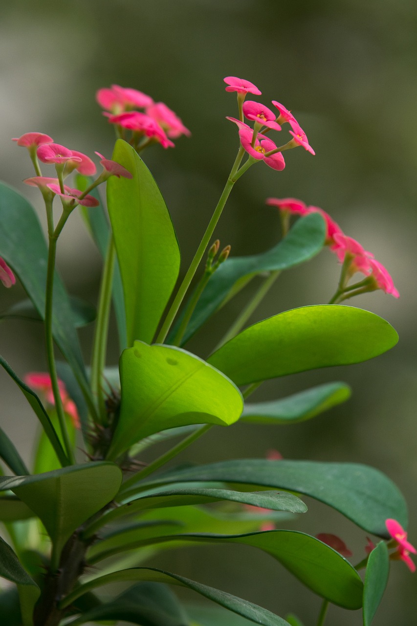 flower kvetinka pink free photo