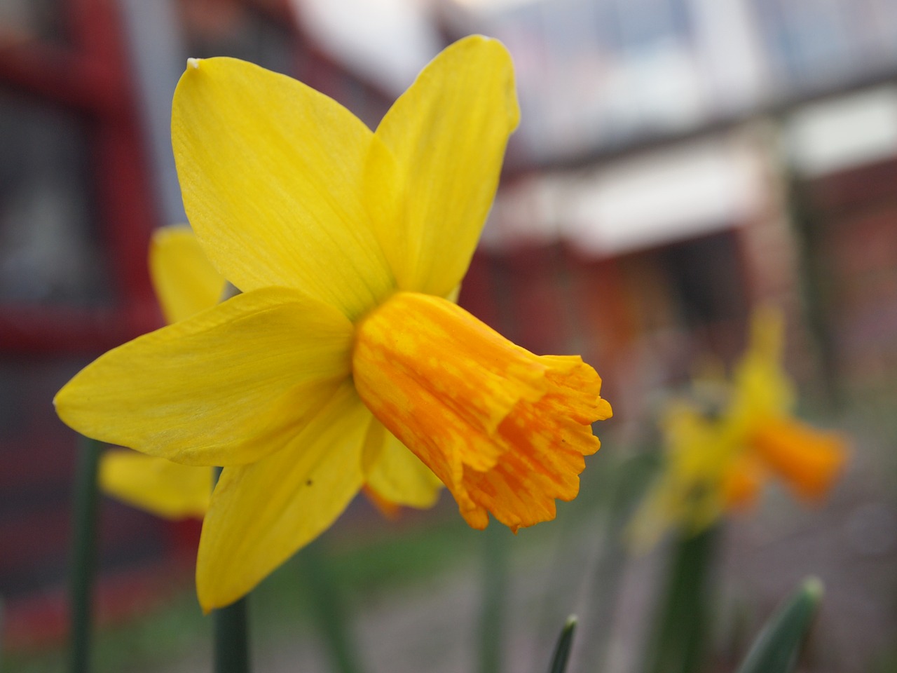 flower yellow orange free photo