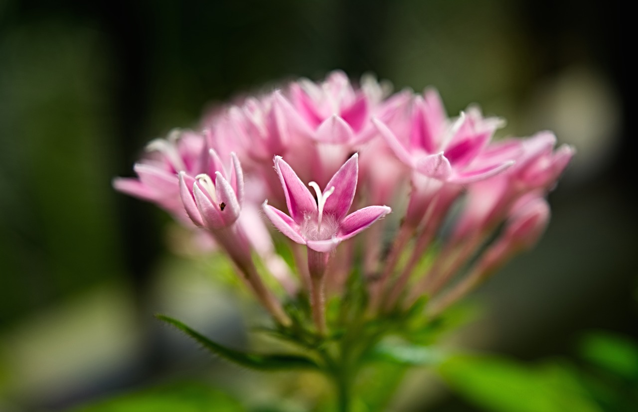 flower bloom floral free photo