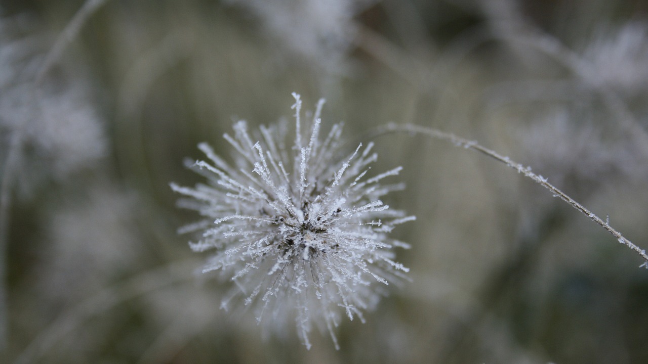 flower frozen winter free photo