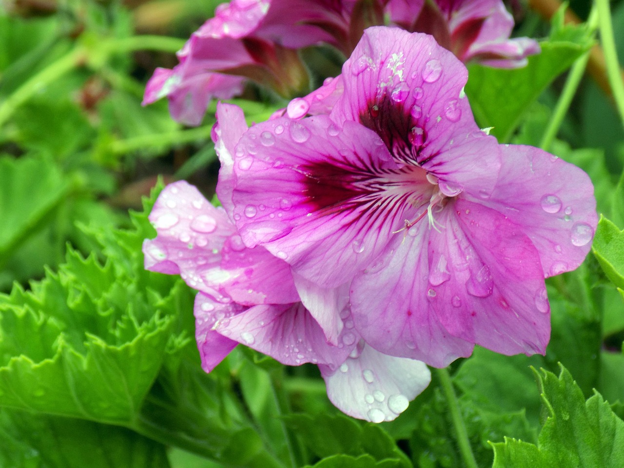 flower rain nature free photo