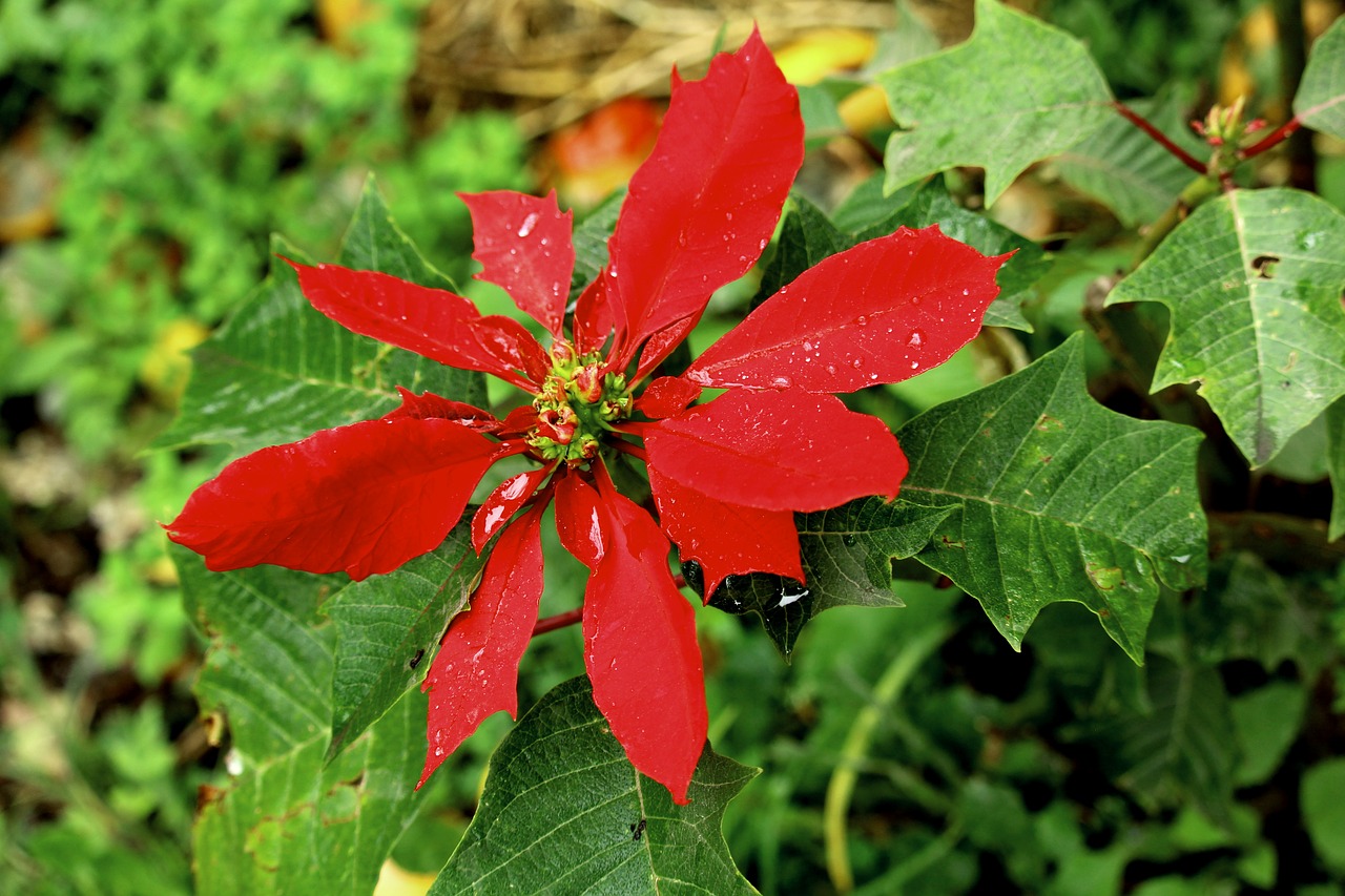 flower plant nature free photo