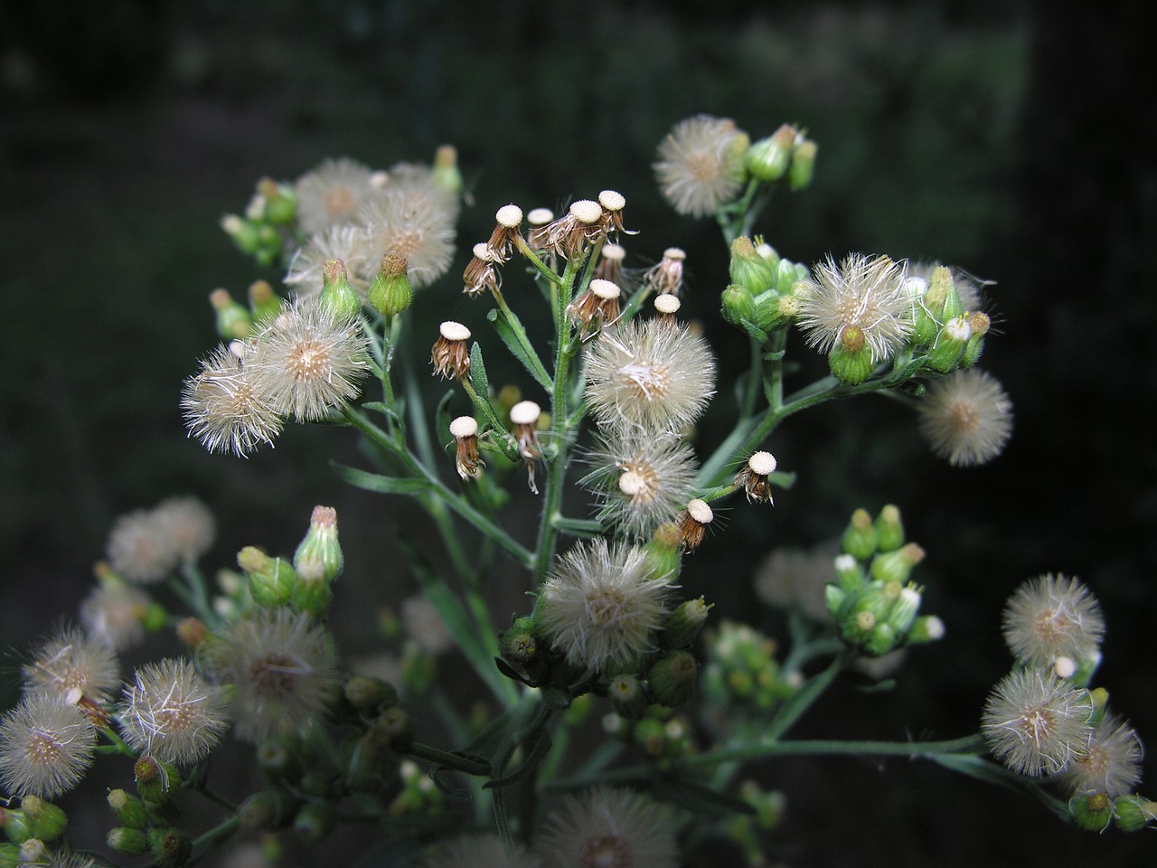 flower plant green free photo