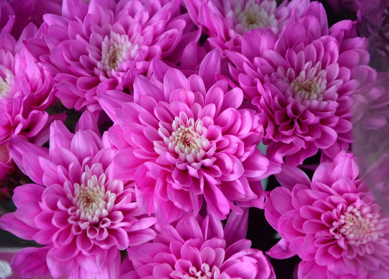 flower flowers bright pink free photo