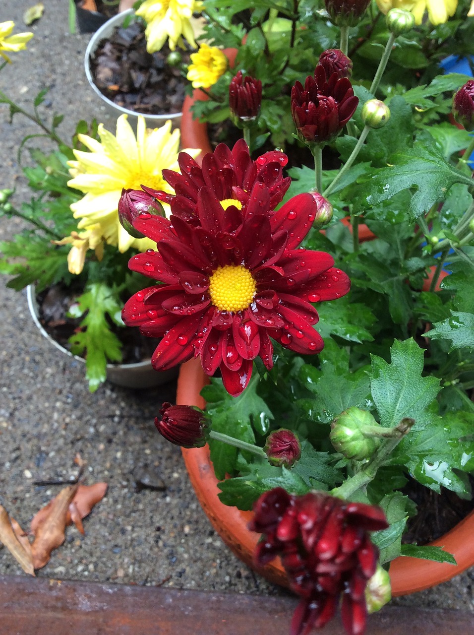 flower red plant free photo