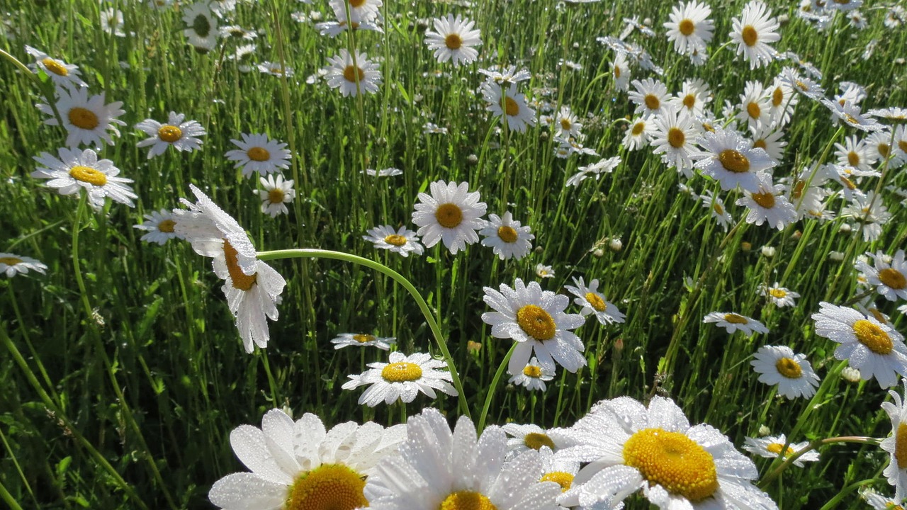 flower green nature free photo