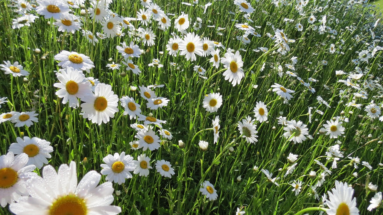 flower green nature free photo