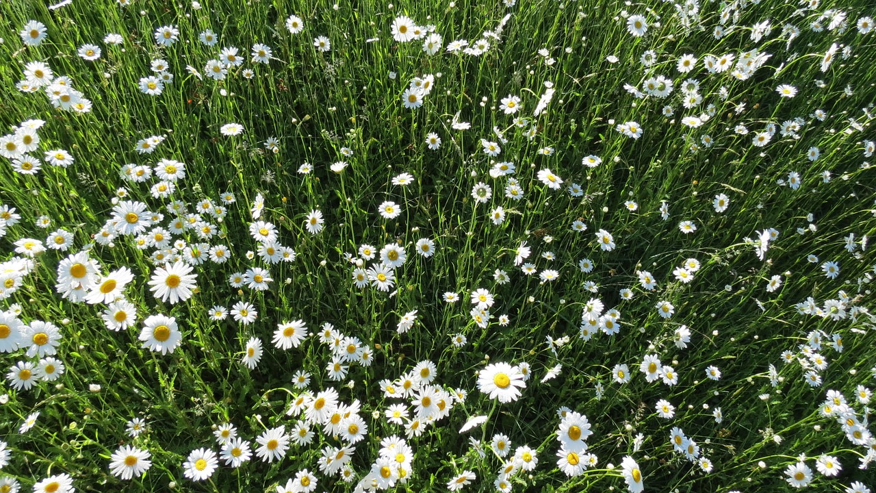 flower green nature free photo