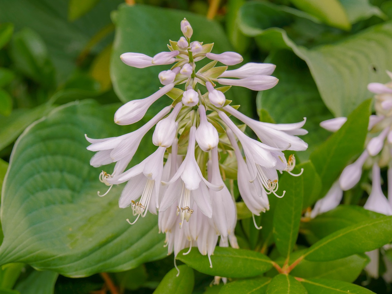 flower blossom bloom free photo