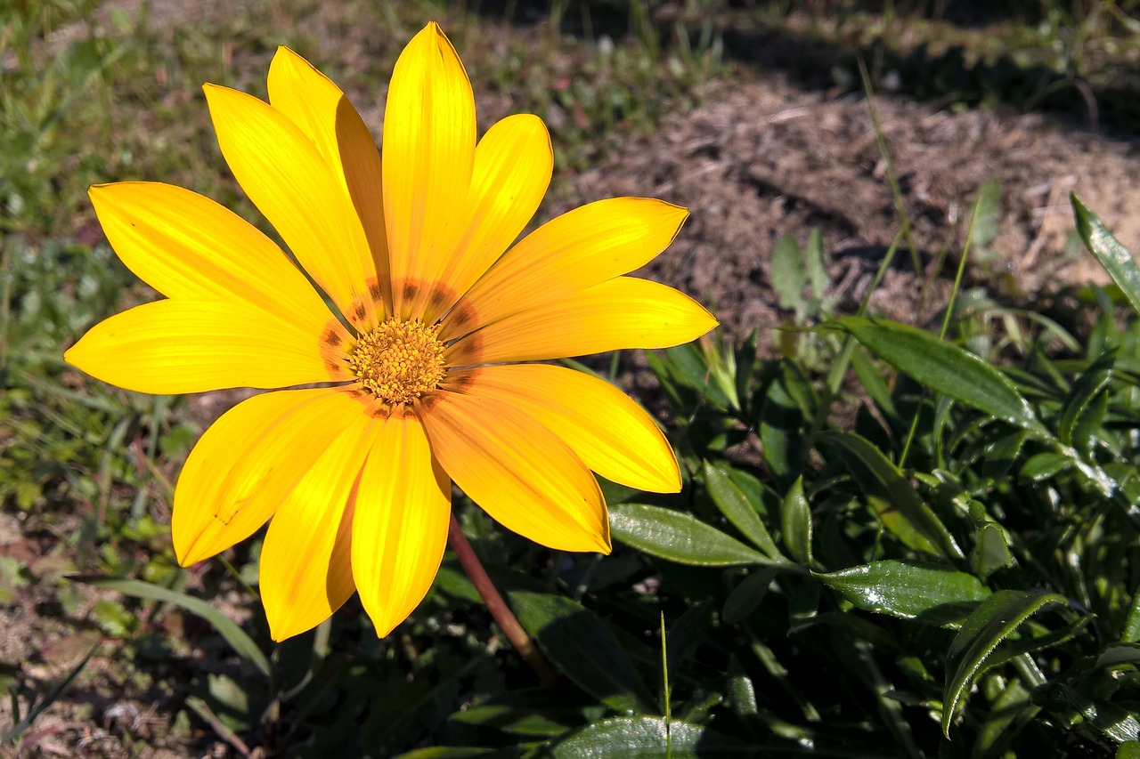 flower wildlife street free photo