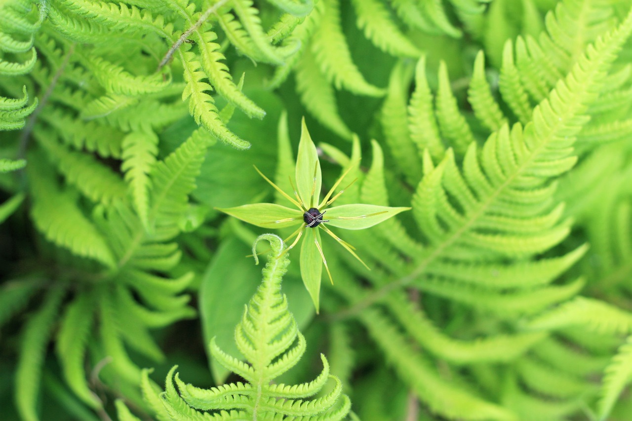 flower green macro free photo