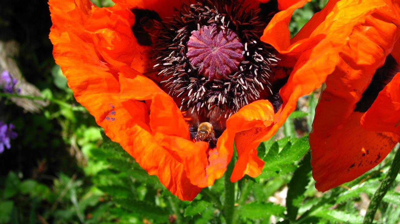 flower nature garden free photo