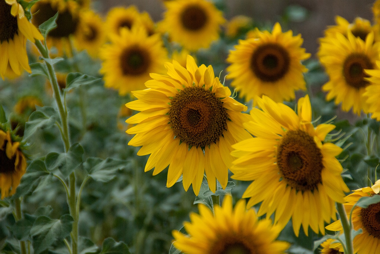 flower sunflower yellow free photo