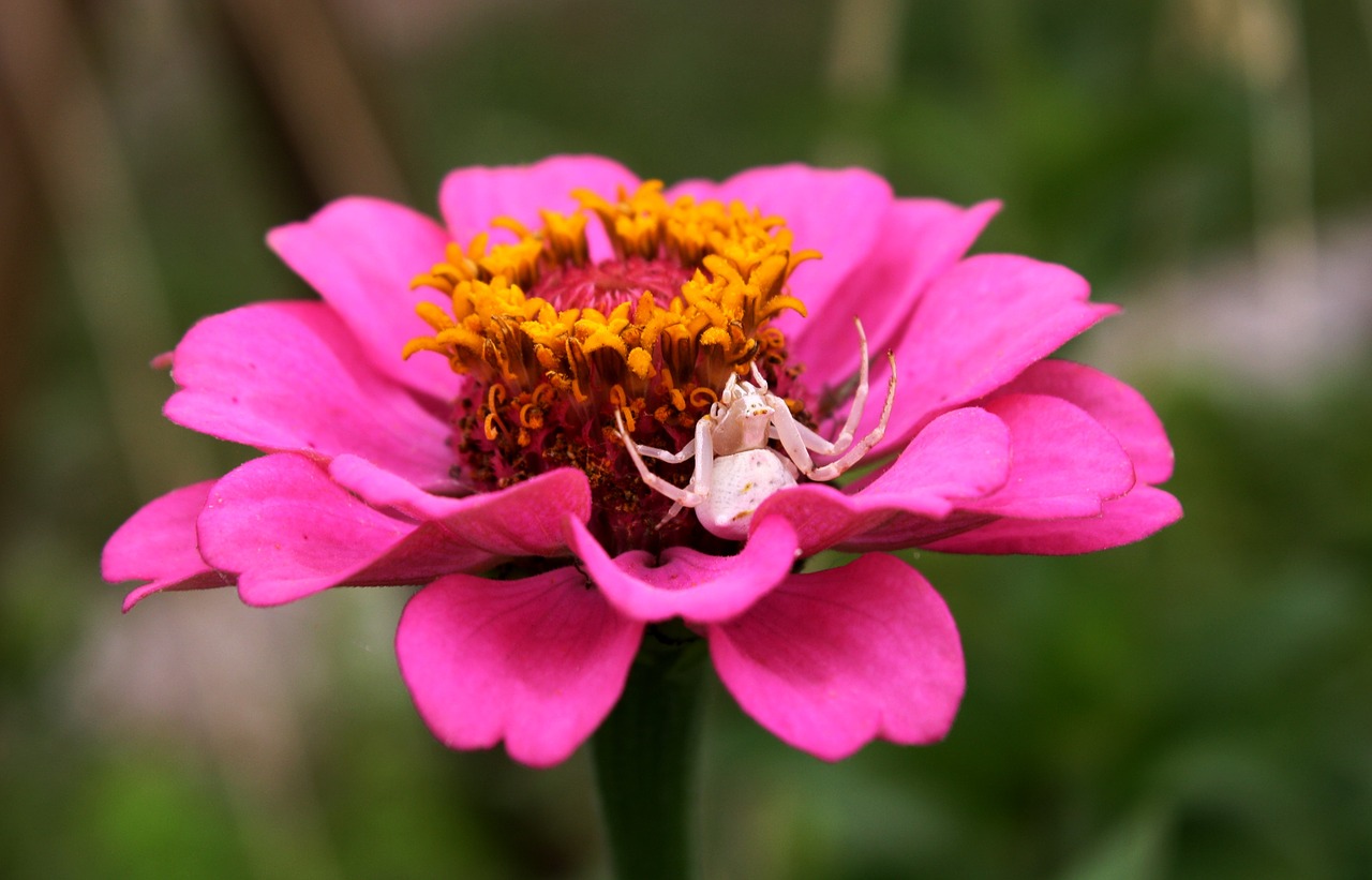 flower white spider garden free photo