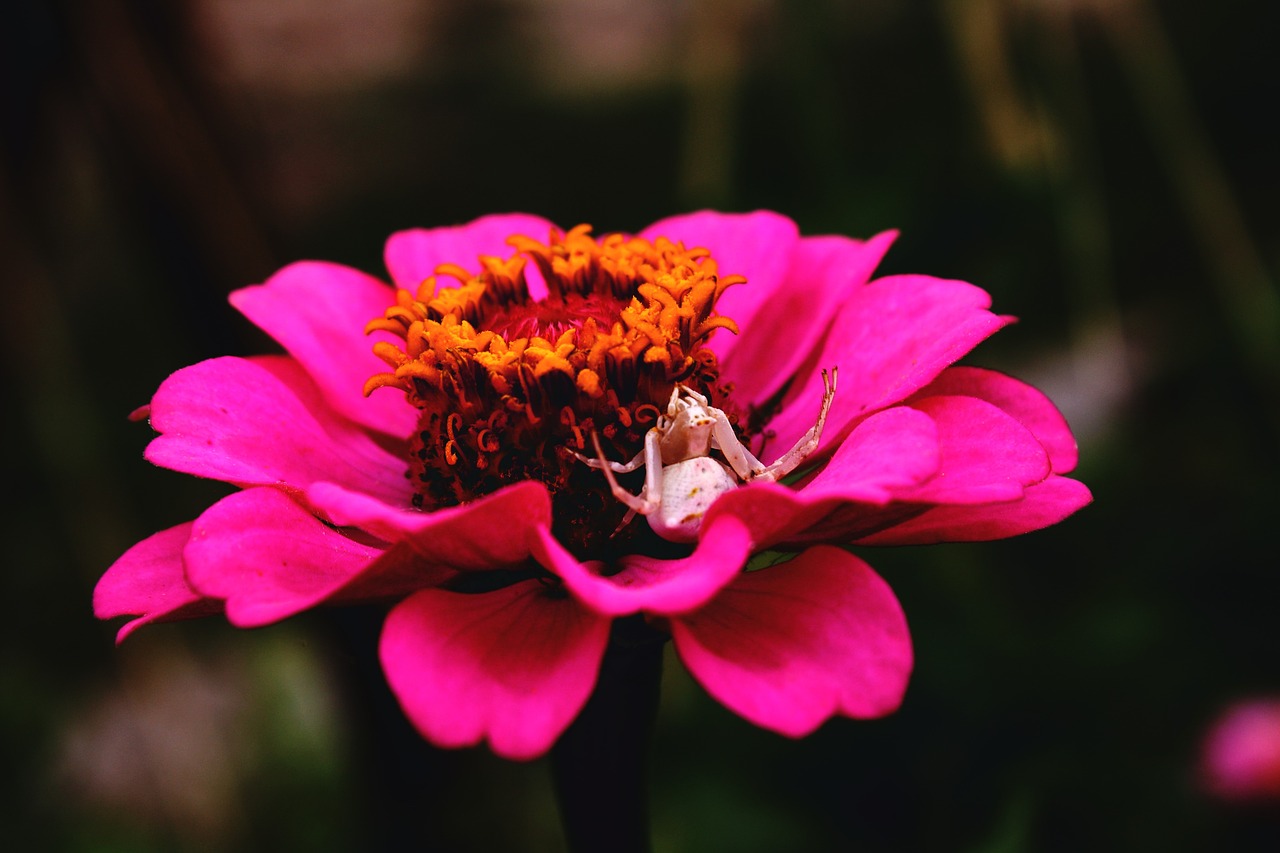 flower pink araign e free photo