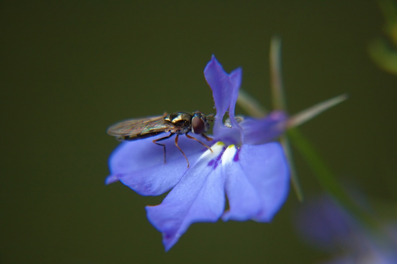 flower blue blue flower free photo