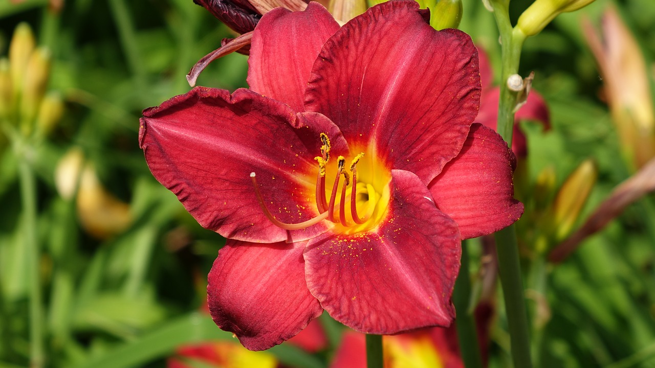 flower palm garden frankfurt free photo