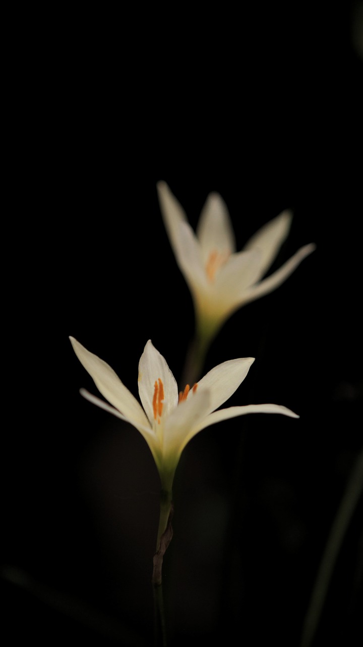 flower black and white india free photo