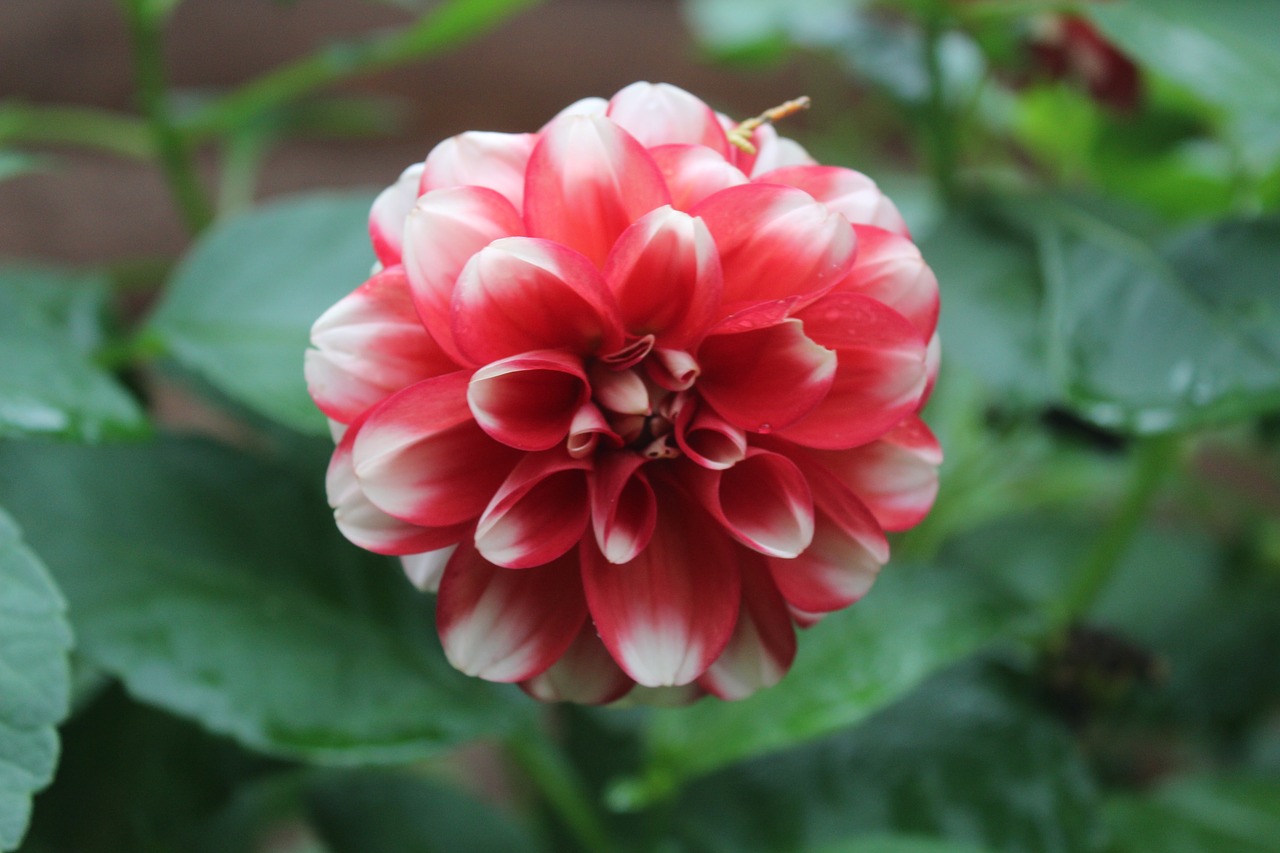 flower red plant free photo