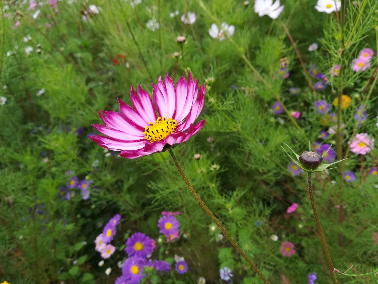 flower sea of flowers cosmos free photo