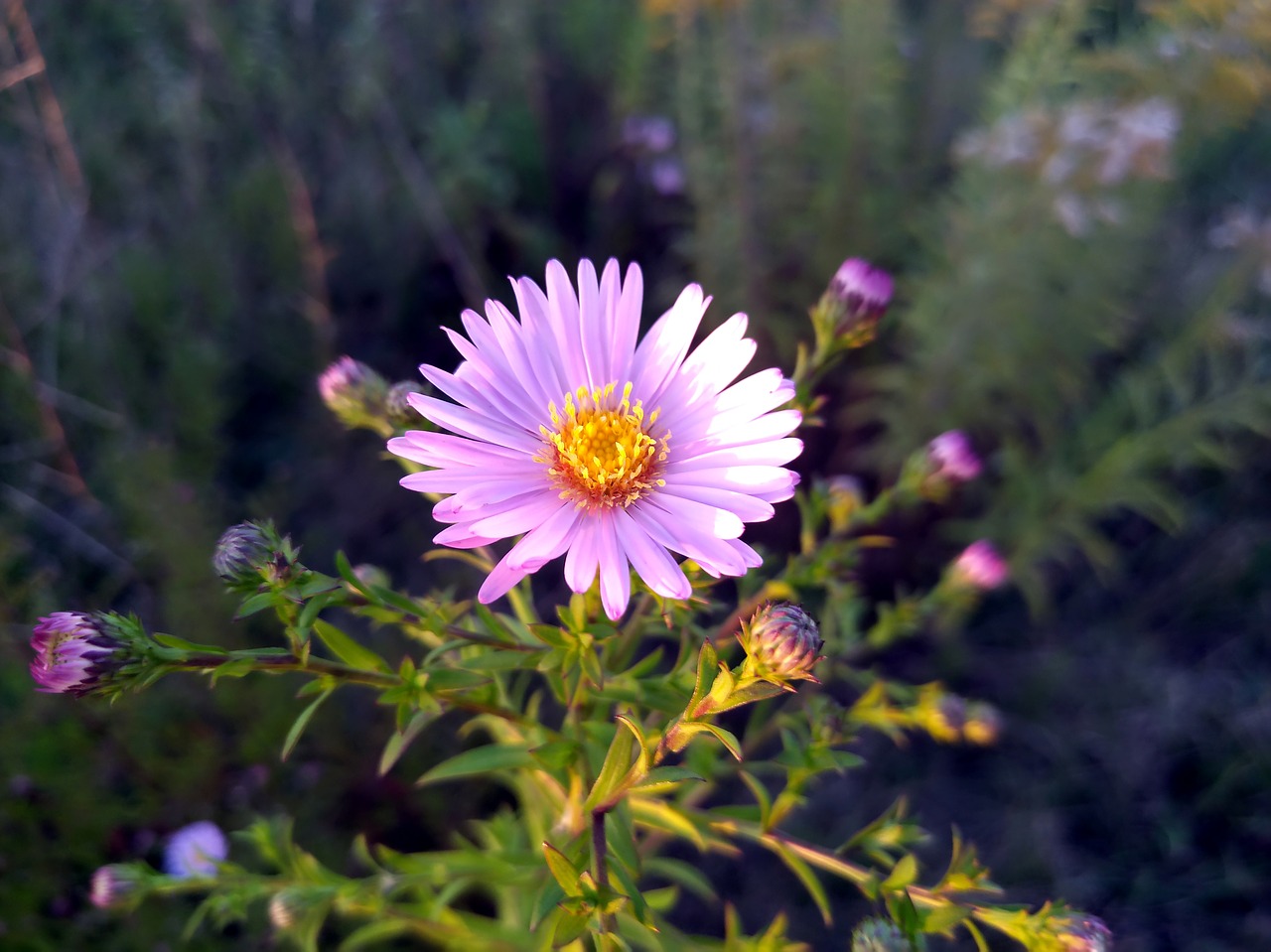 flower astra novoblogika blue flower free photo