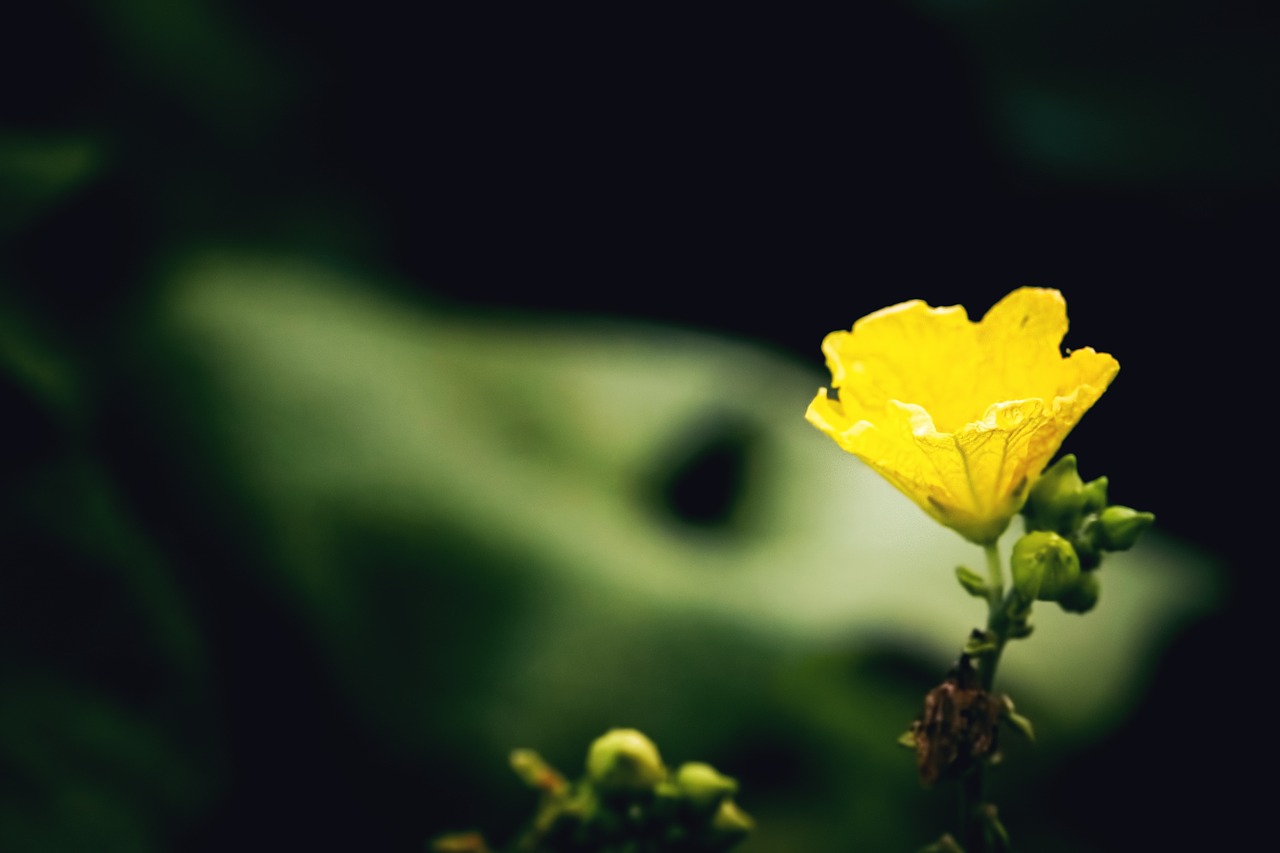 flower nature yellow free photo