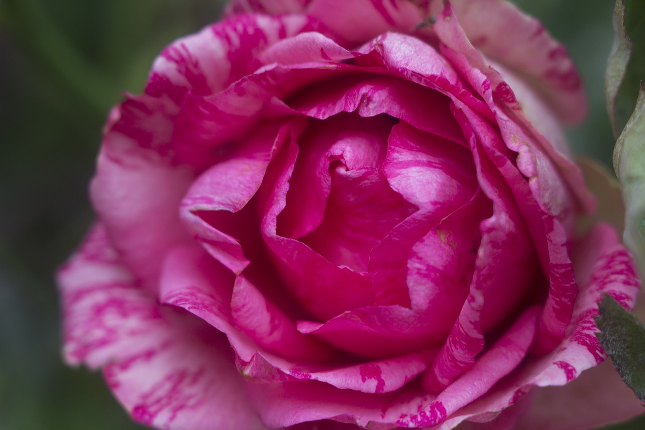 flower rose red rose free photo