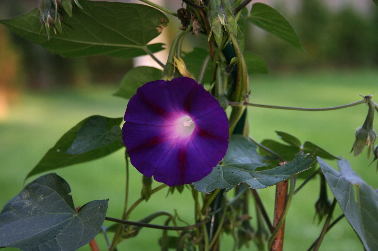 flower summer blue free photo