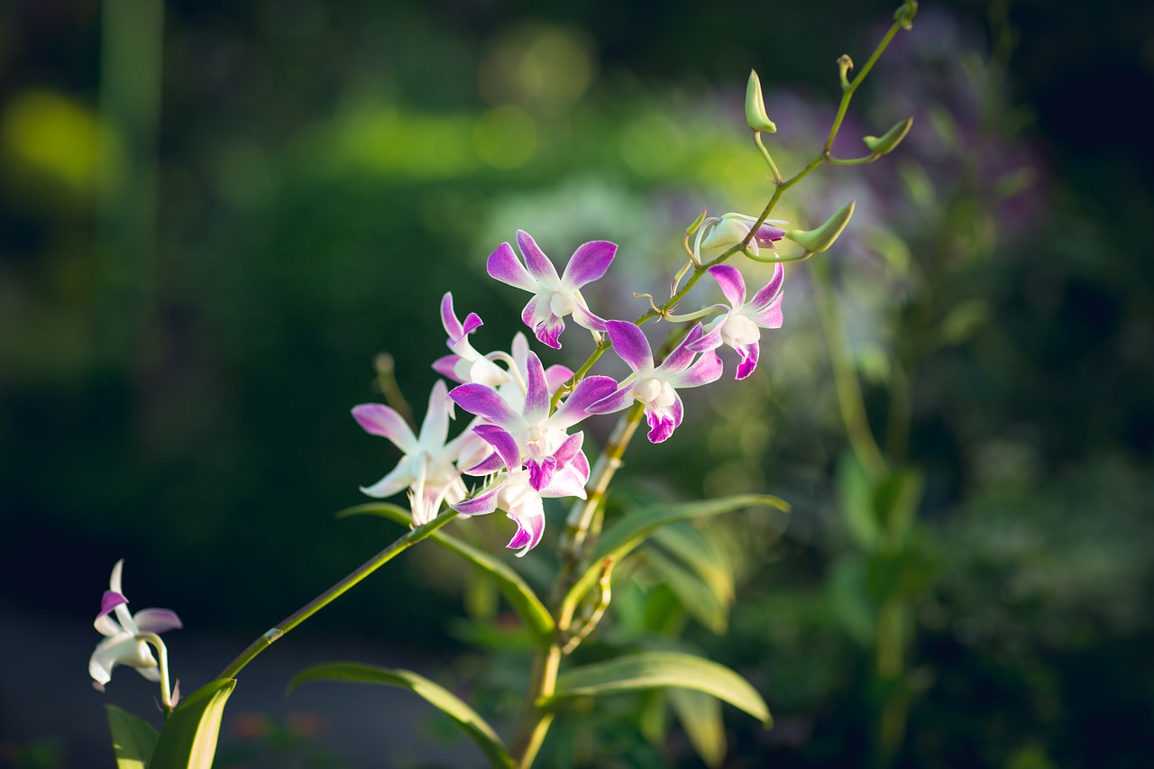 flower garden orchid free photo