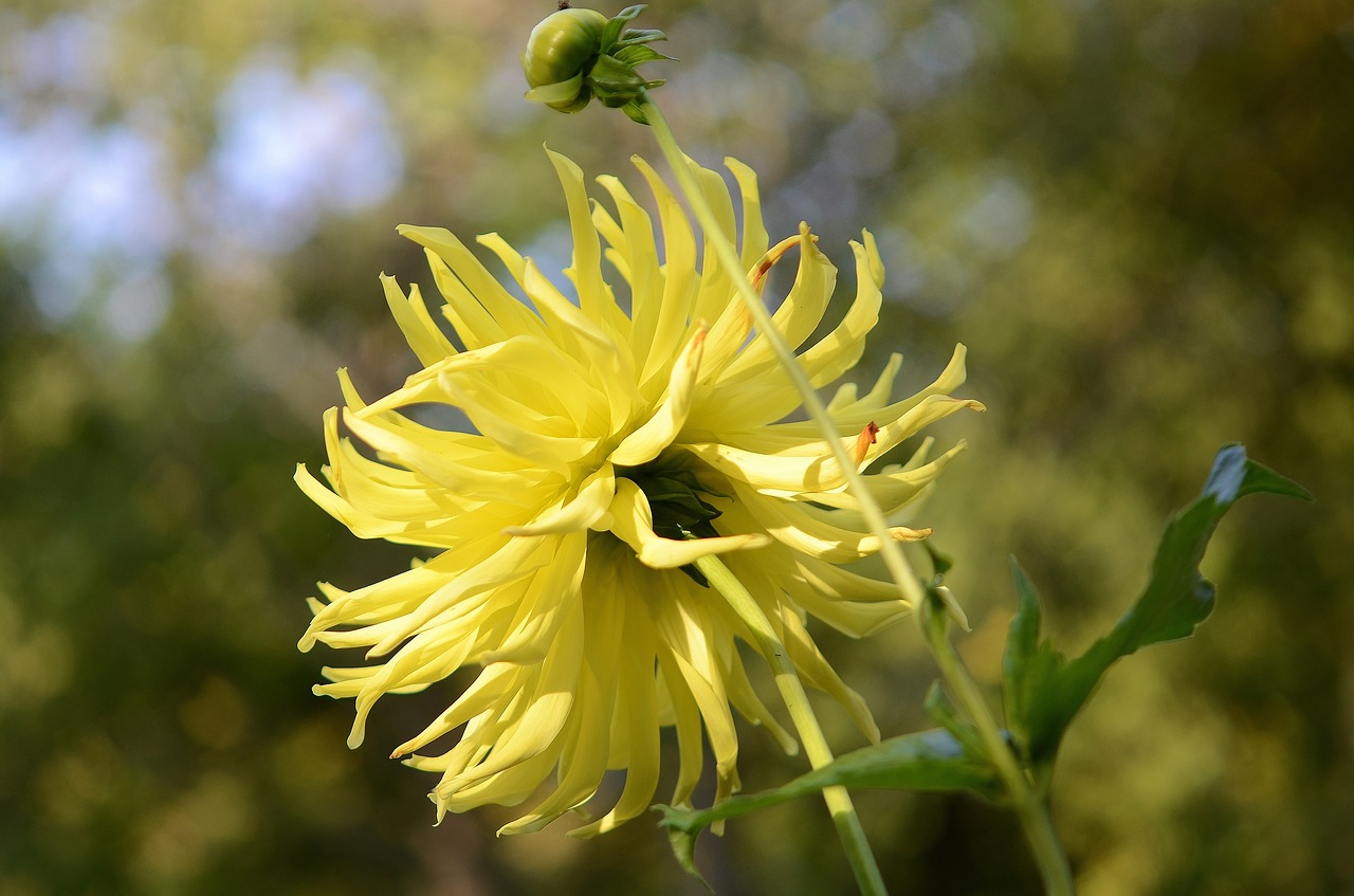 flower natur spring free photo