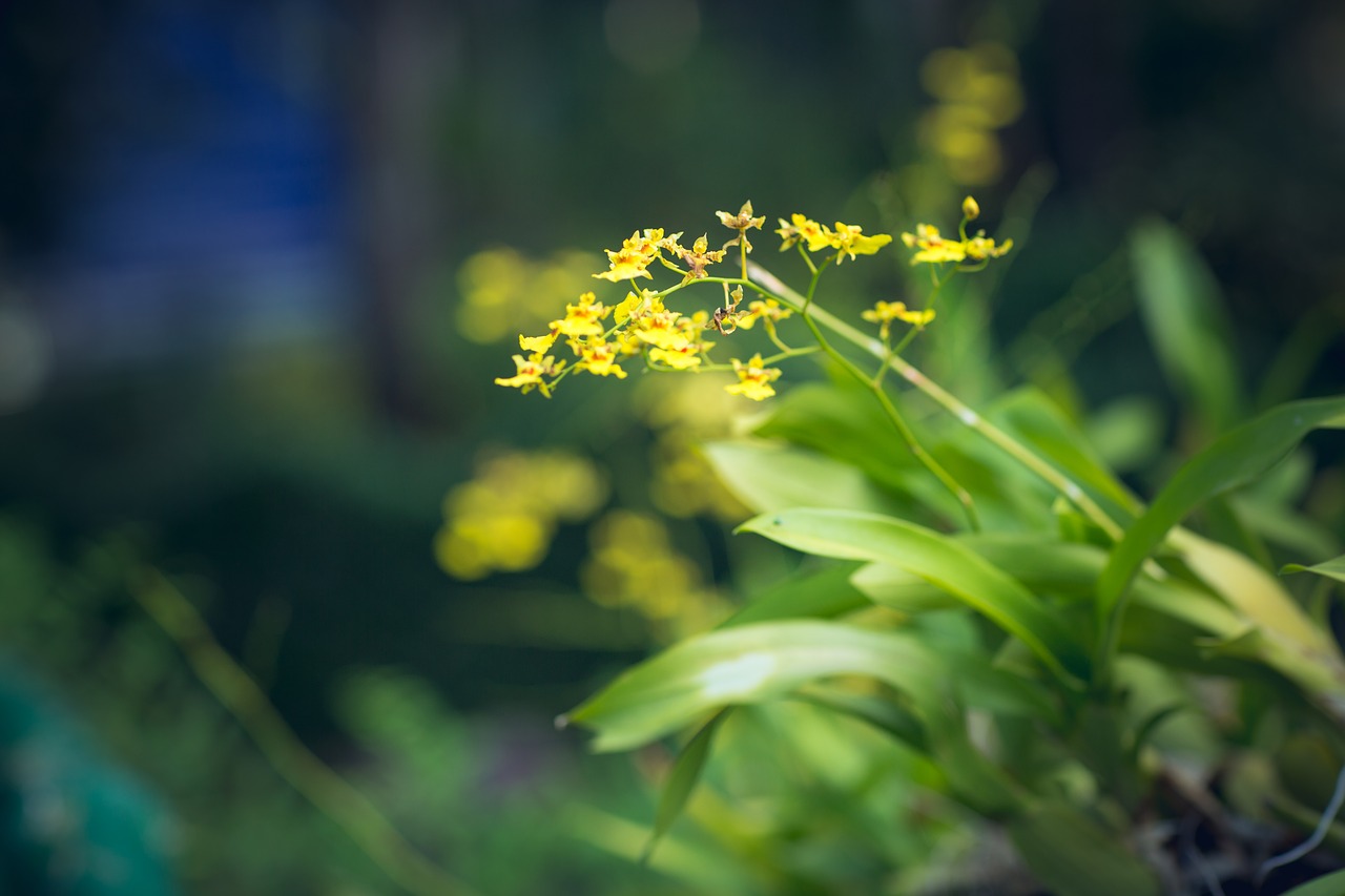 flower garden green free photo