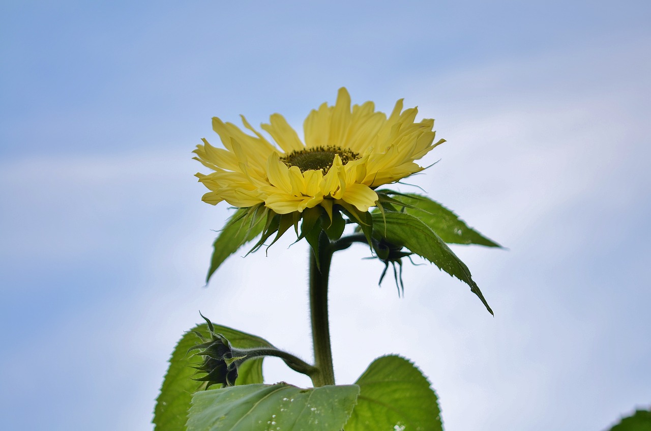 flower natur spring free photo