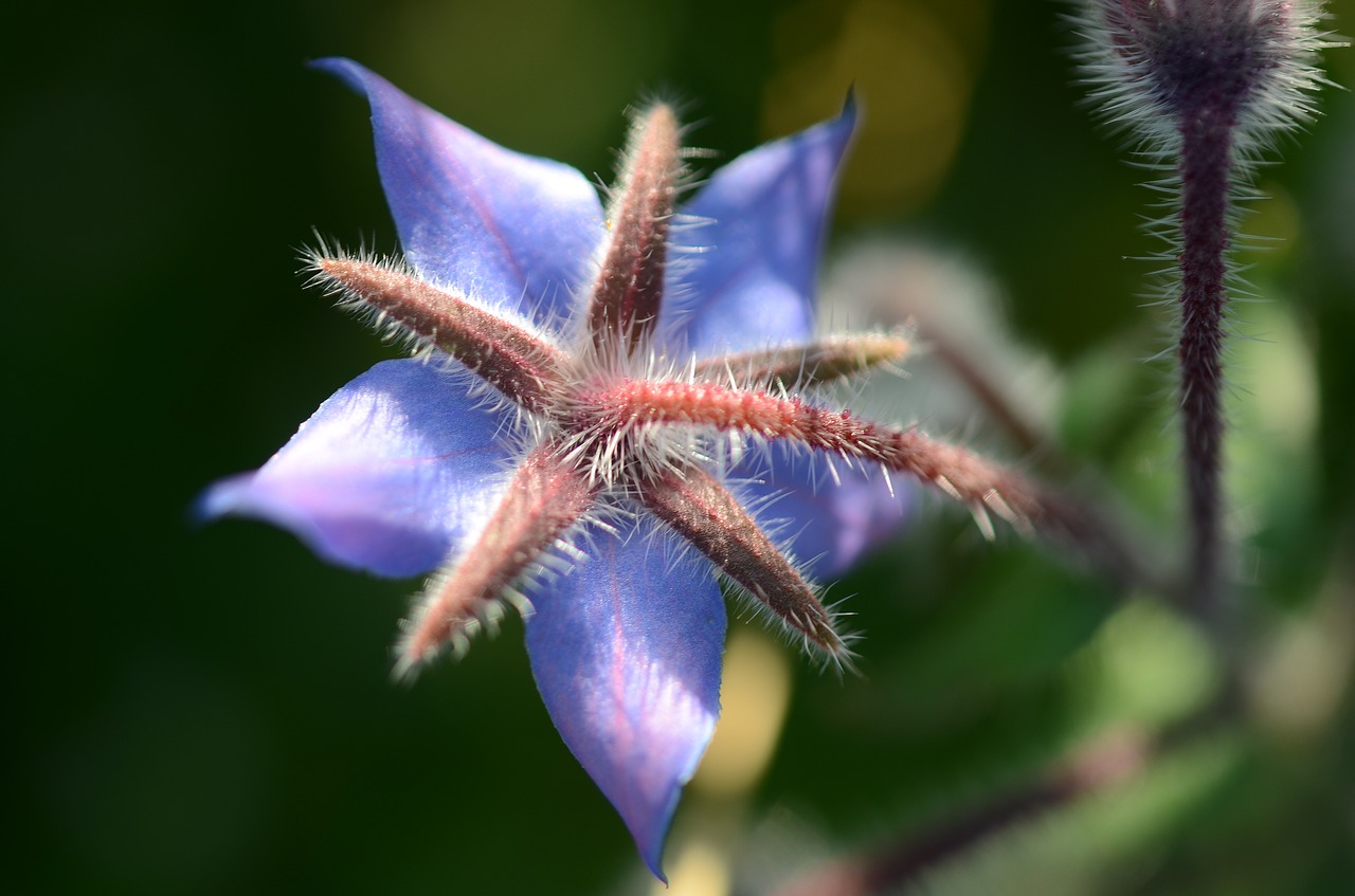 flower natur spring free photo