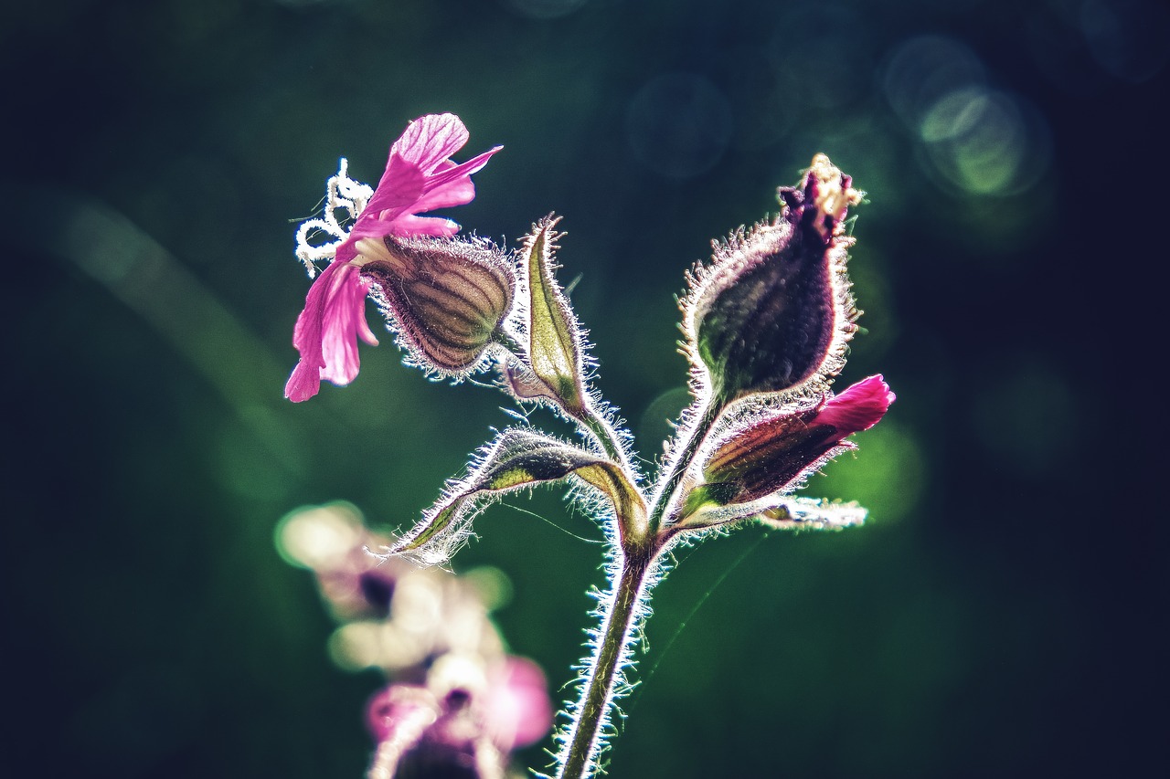 flower macro flower macro free photo