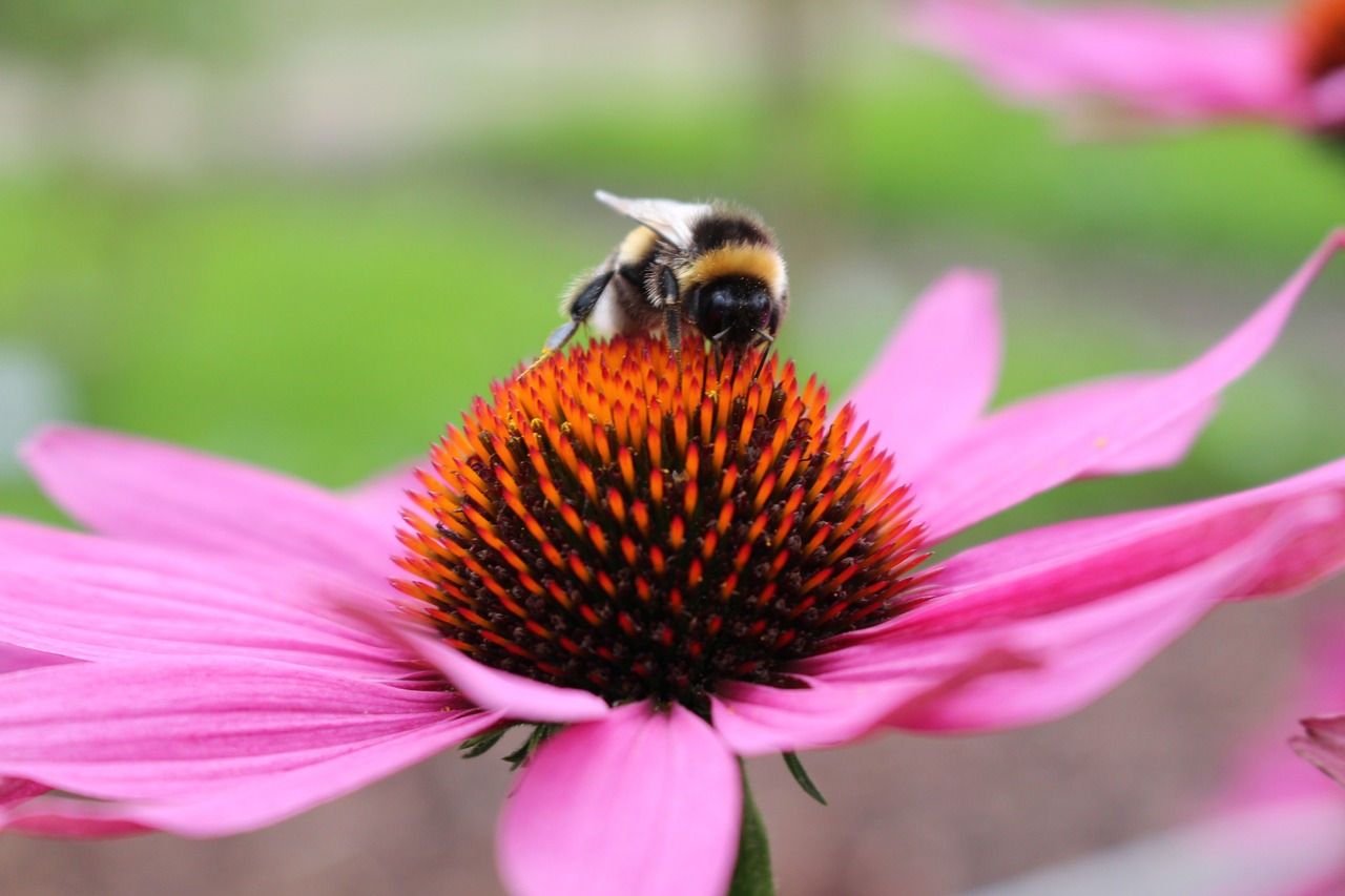 flower hummel pink free photo