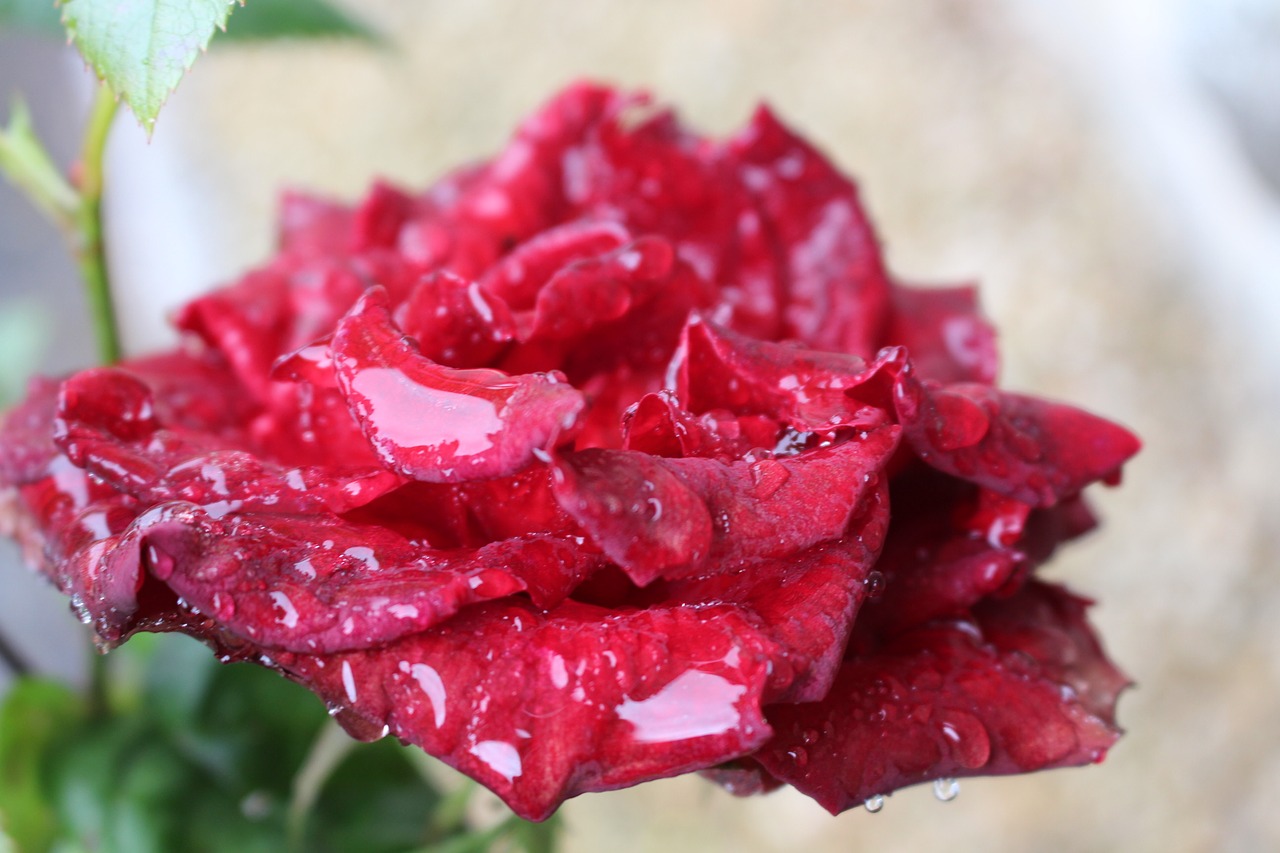 flower rose rain free photo