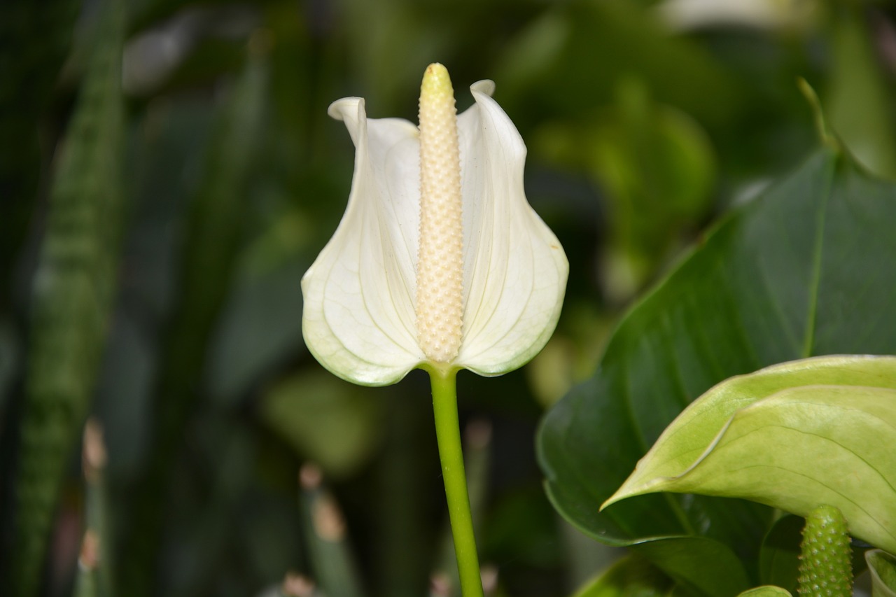 flower flowers white anthurium royal green leaves free photo