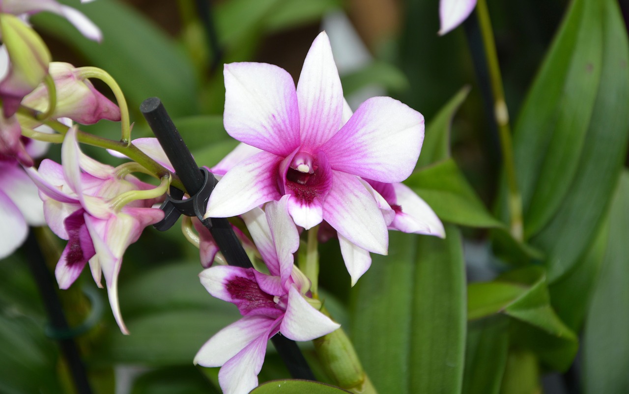 flower flowers pink parma free photo