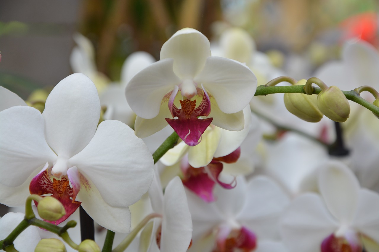 flower flowers white orchids free photo