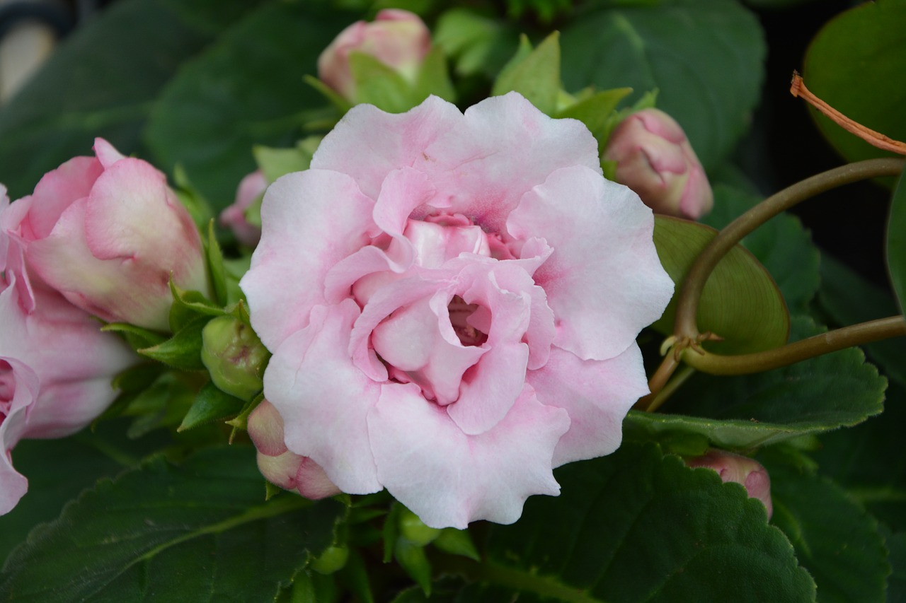 flower color pink gloxinia free photo