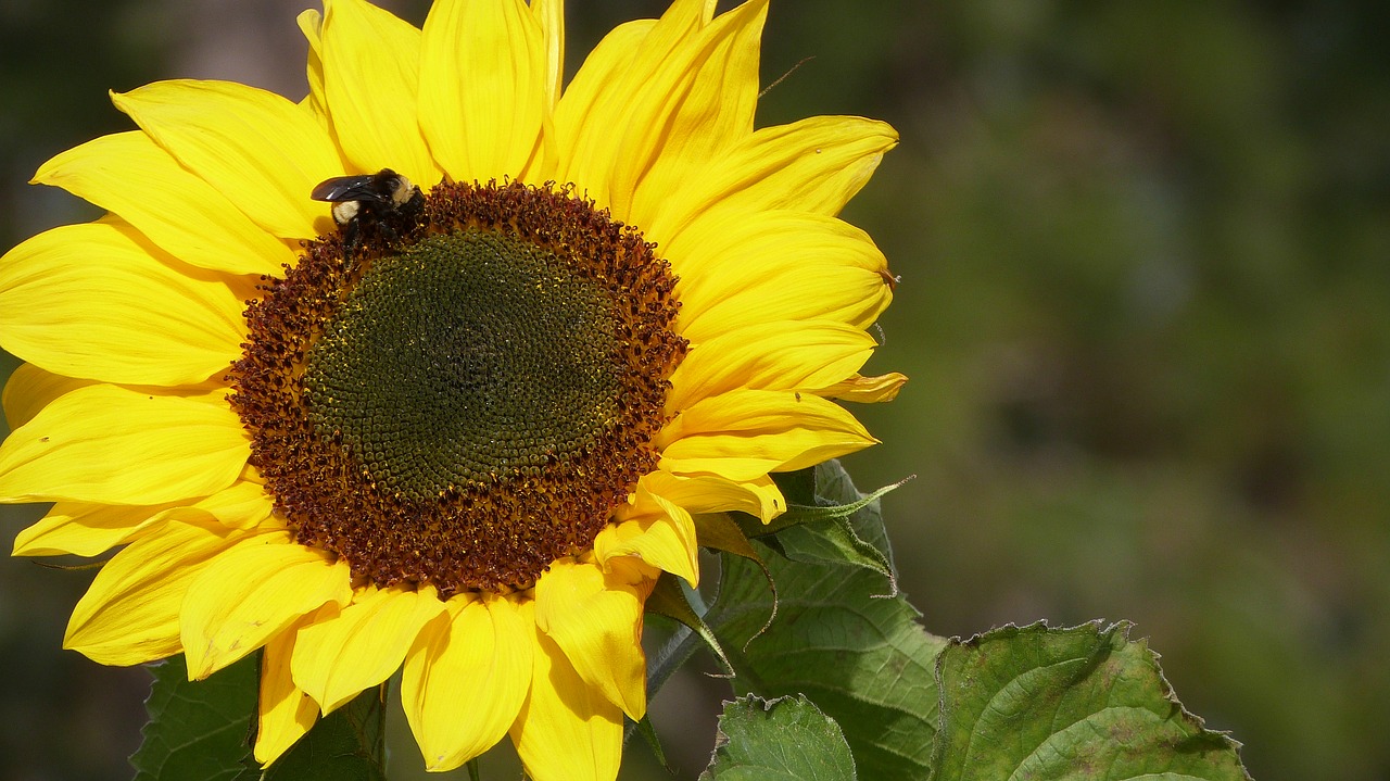 flower sun garden free photo